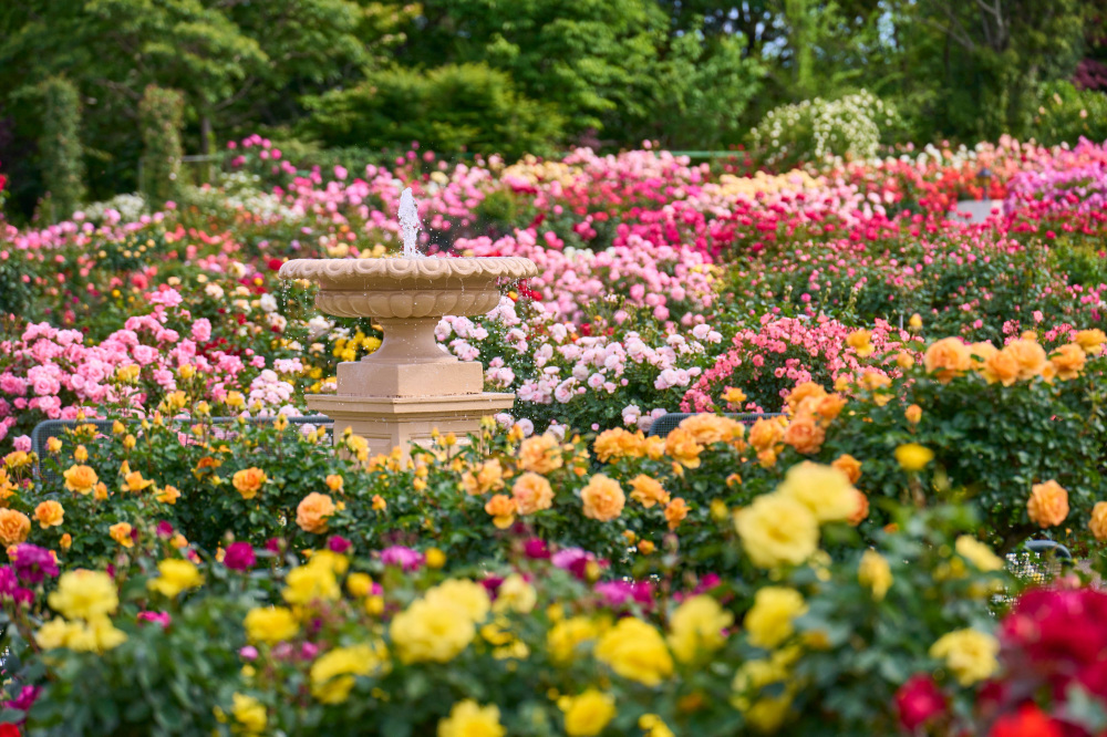京成薔薇園の魅力を徹底解説！開花時期やアクセス情報も紹介しています